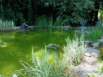 Kako narediti ribnik v državi - umetni dekorativni ribnik na vrtu in na mestu, lep dizajn ribnika, fotografija