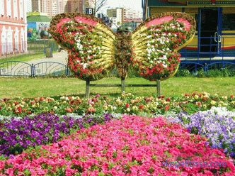 Cvetlični metulj - možne možnosti