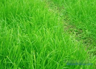osnovne funkcije in primerne mešanice trave