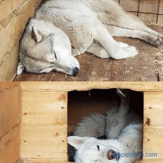Aviary for huskies: kako narediti in kje namestiti
