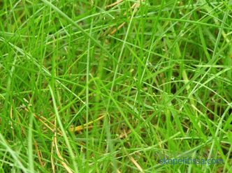 opis, značilnosti, značilnosti travne trave za lenobe